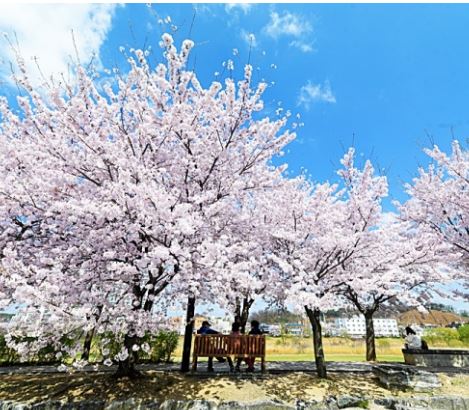 오산 벚꽃