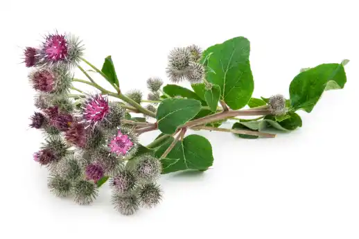 우엉차 효능과 영양성분, 먹는 방법 및 부작용