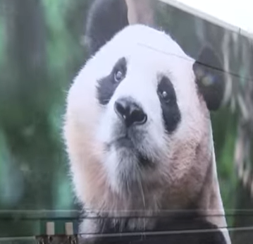 떠나기 전 푸바오