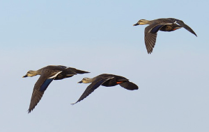 나는 꿈, 날으는 꿈, 날아오르는 꿈