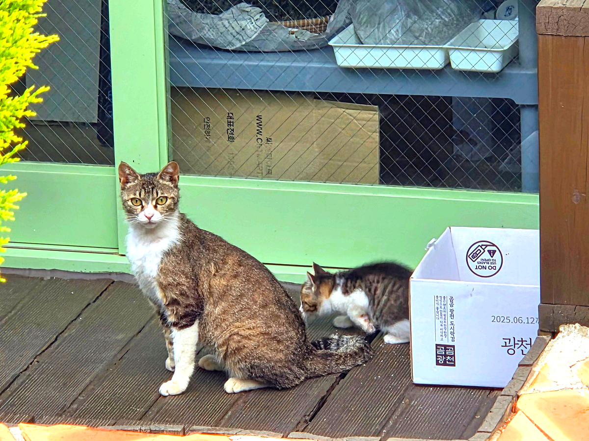 동해 묵호 논골담길 카페 6곳 모두 보기&amp;#44; 오션뷰 명당부터 감성 당고 맛집까지