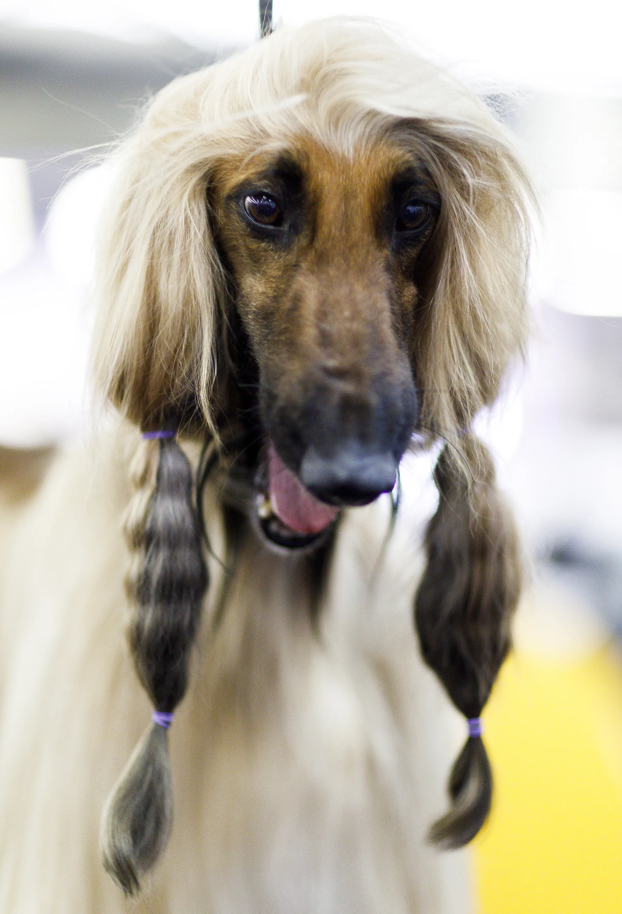 전 세계에서 가장 비싼 강아지 TOP20 몸값 높은 명품견 총정리 안내_4