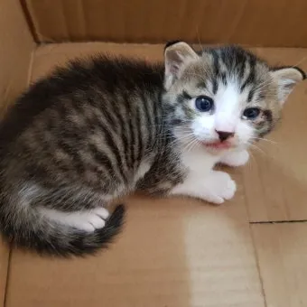 코숏 고양이 털색깔 종류 성격 수명_7