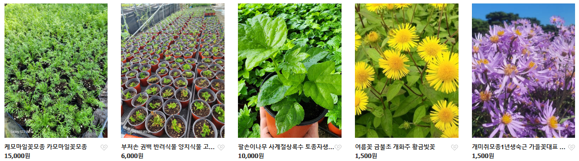 6시내고향 두메부추 자생식물 세종 연동면 세종약초원 정보