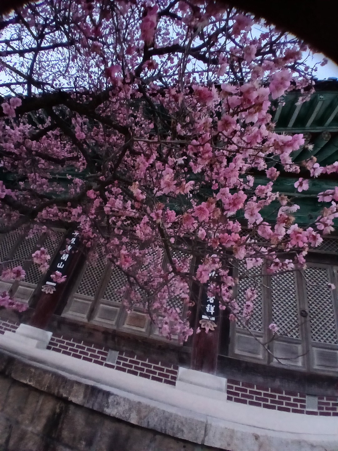 경남 양산 통도사에는 지금 &lsquo;우담바라 꽃이 피었다&rsquo;