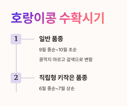 호랑이콩 수확시기