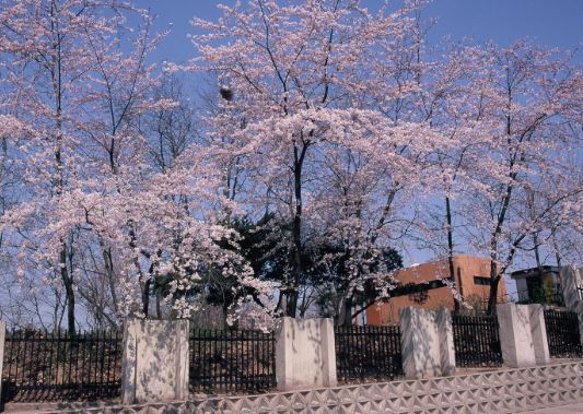 용산 벚꽃