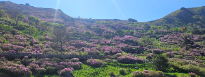 산청 황매산 철쭉축제