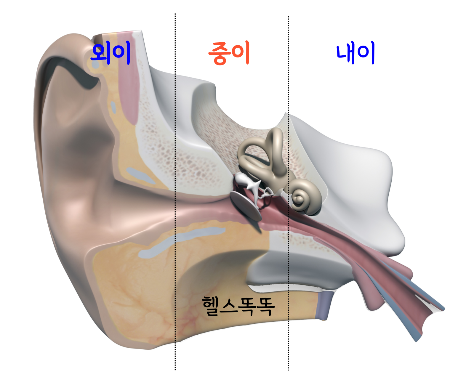 급성 중이염 아기 중이염 성인 중이염
