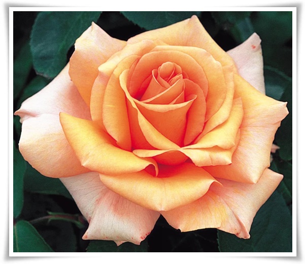 "장미" 천 년의 사랑을 품은 아름다움의 상징 매혹적인 꽃!고