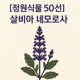 정원 속 퍼플 웨이브, 숙근샐비어 ‘살비아 네모로사’