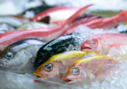 개가 생선(어패류) 먹어도 괜찮을까