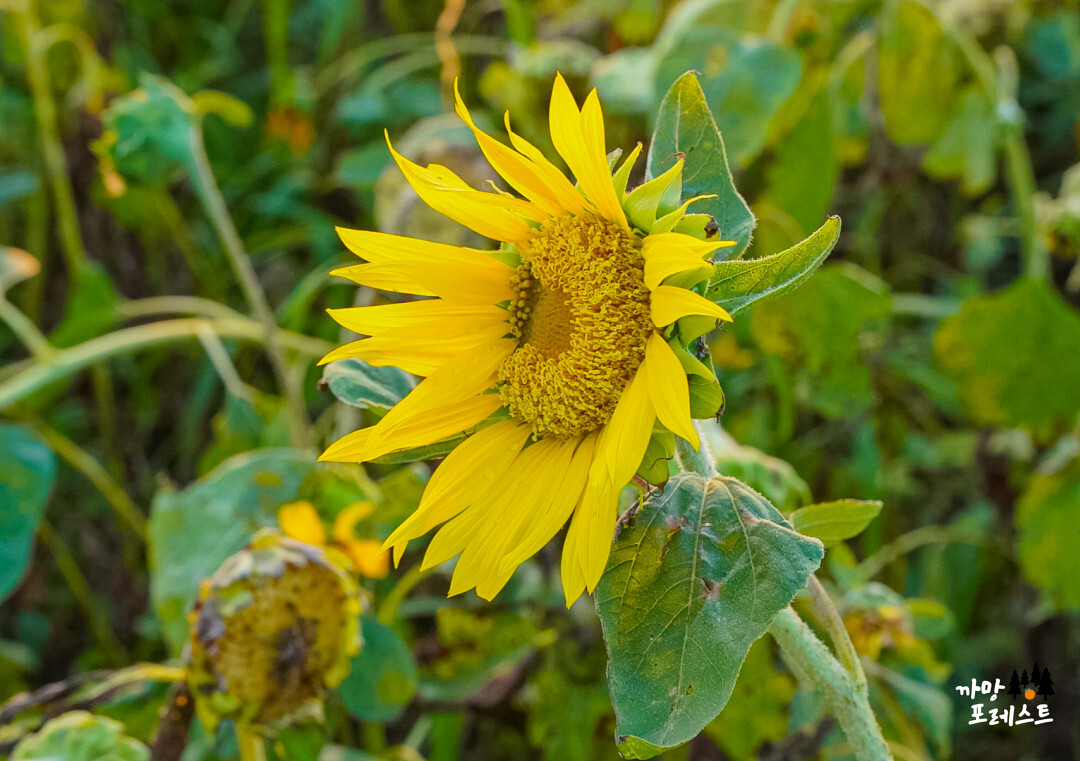 함덕 서우봉 해바라기