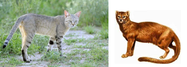 아프리카들고양이와 프로아일루루스 이미지