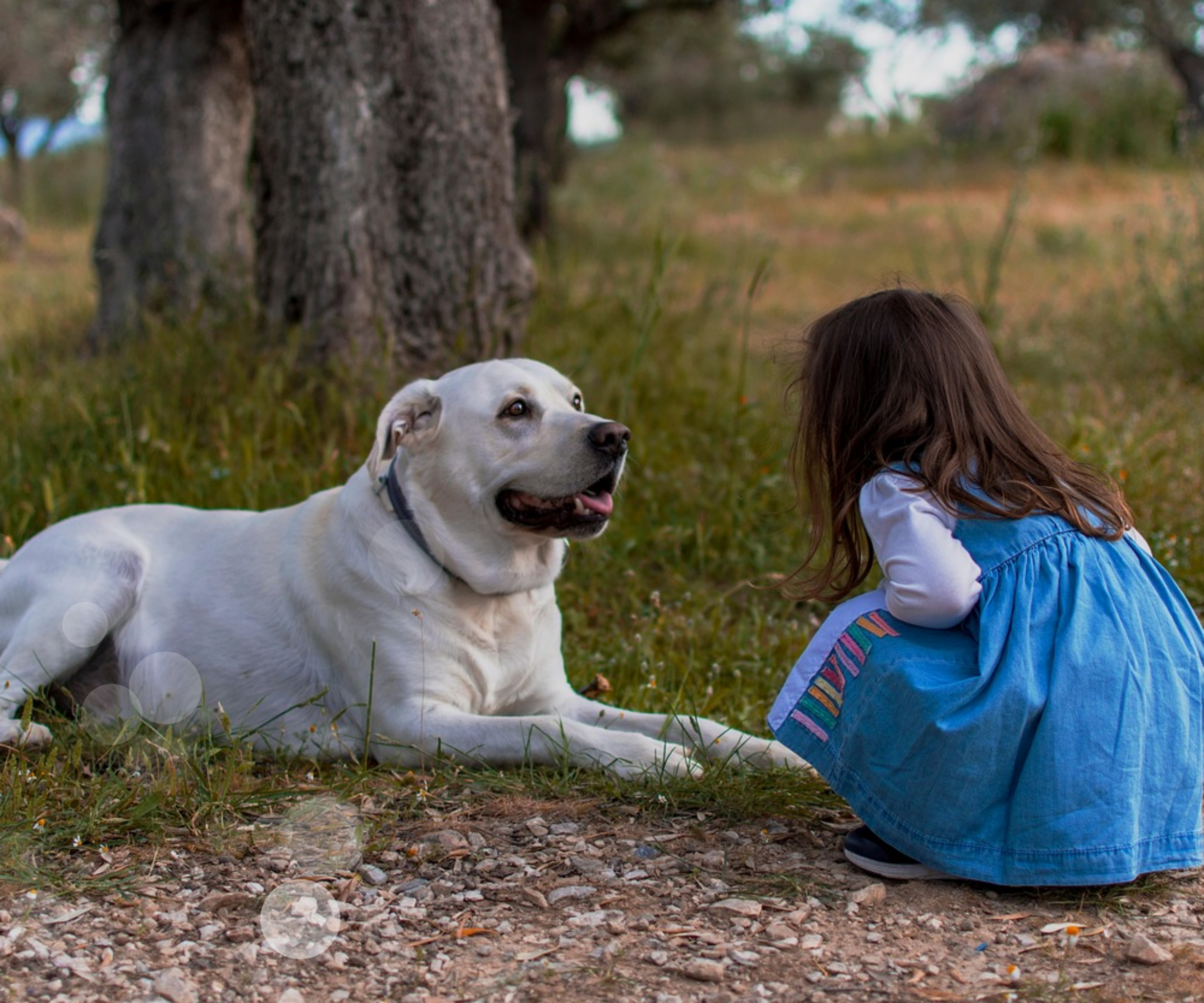 펫 테라피 들어보셨나요? 반려동물이 정신건강에 미치는 영향