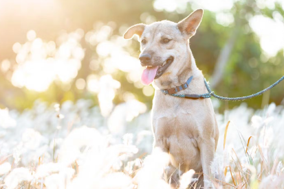 빠른 호흡을 하는 개