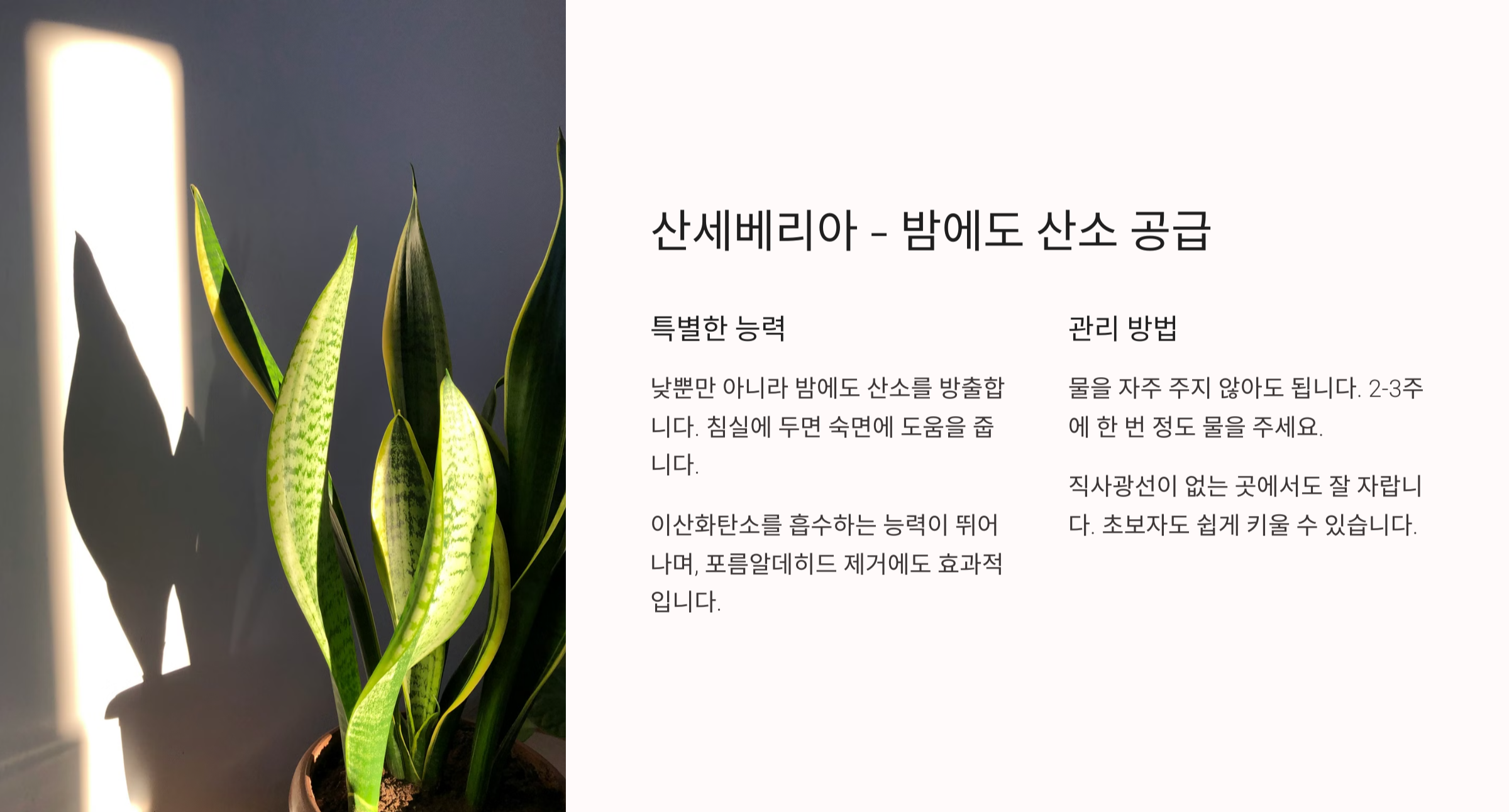 공기정화 식물 사진