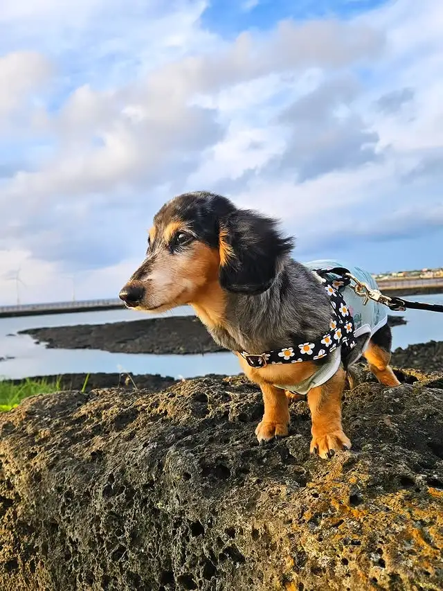 루 인스타그램 계정