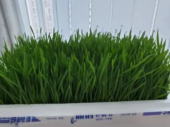 밀싹 재배 씨 뿌리기 발아 촉진 주기적 수확_31