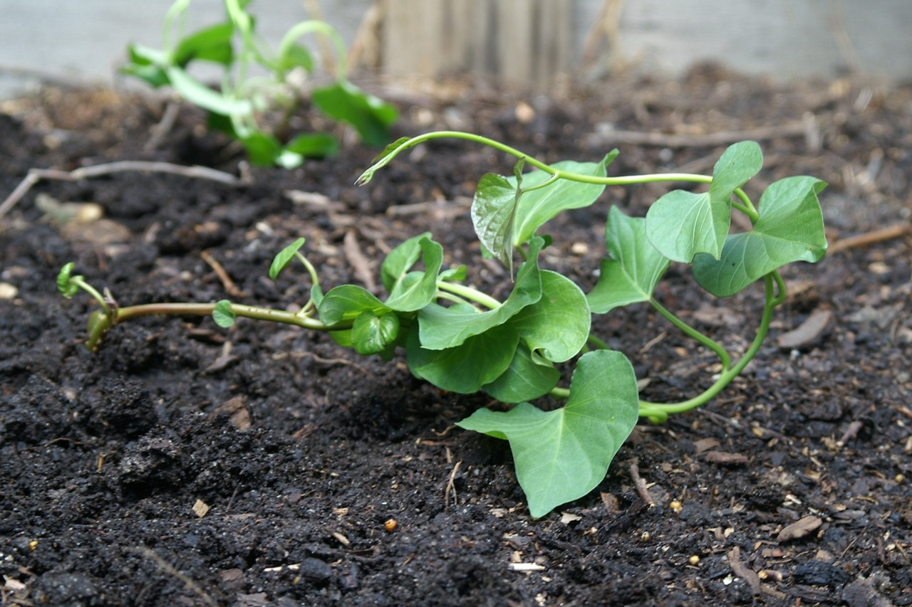 고구마 심는 시기