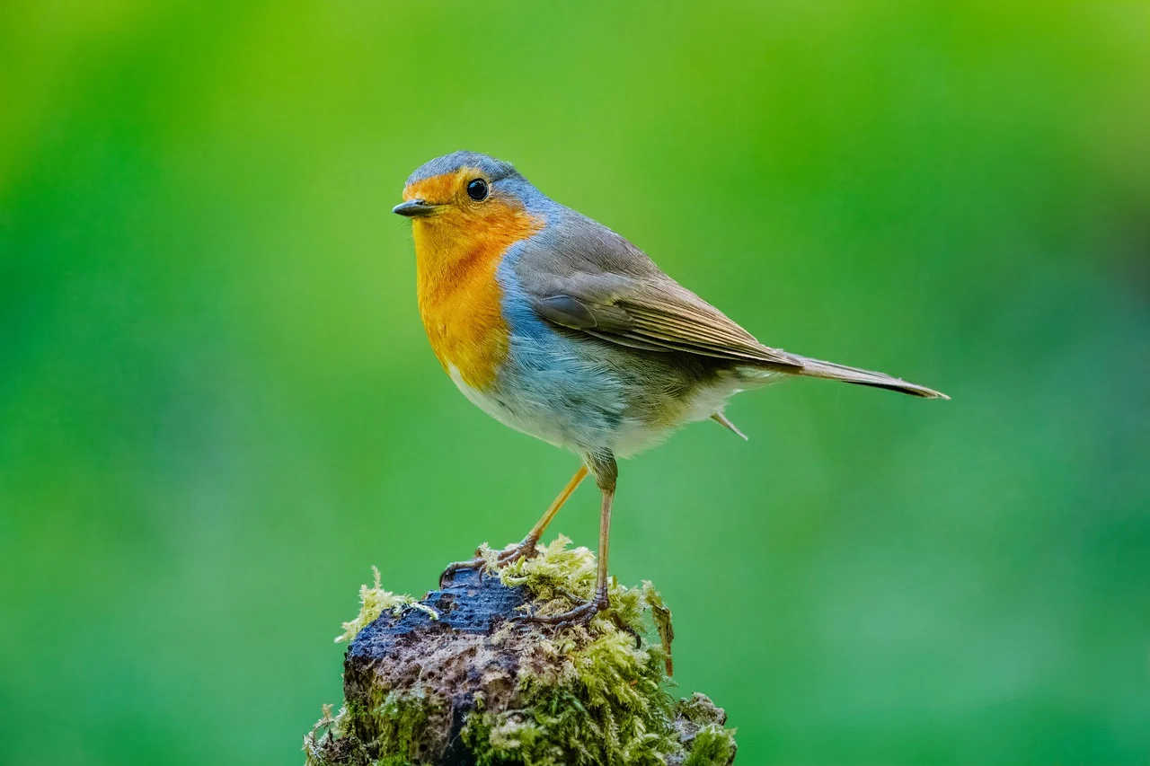 건강보험 자기부담금 환급