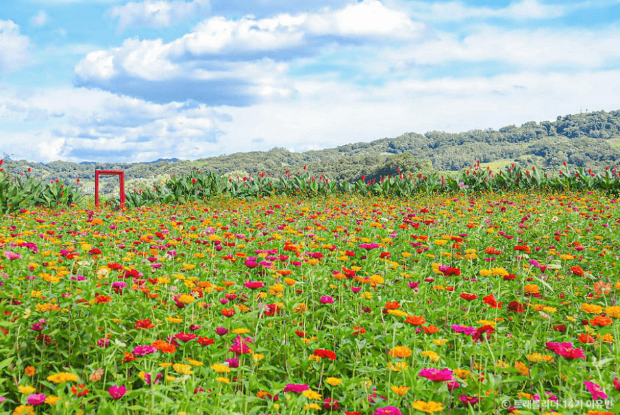 임진강댑싸리공원