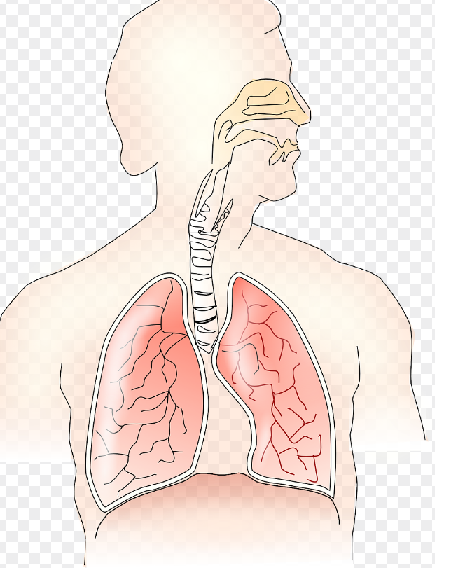 폐질환 관련 사진