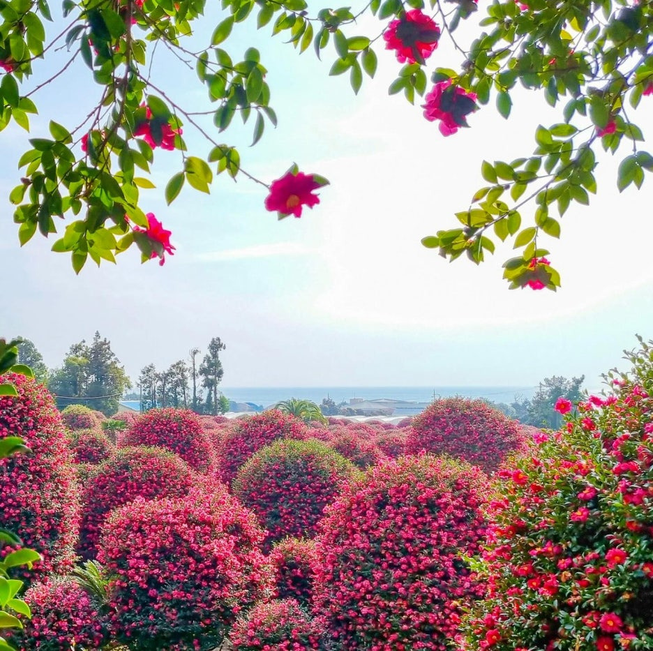2026 겨울 동백꽃 전국 명소 여기 어디?