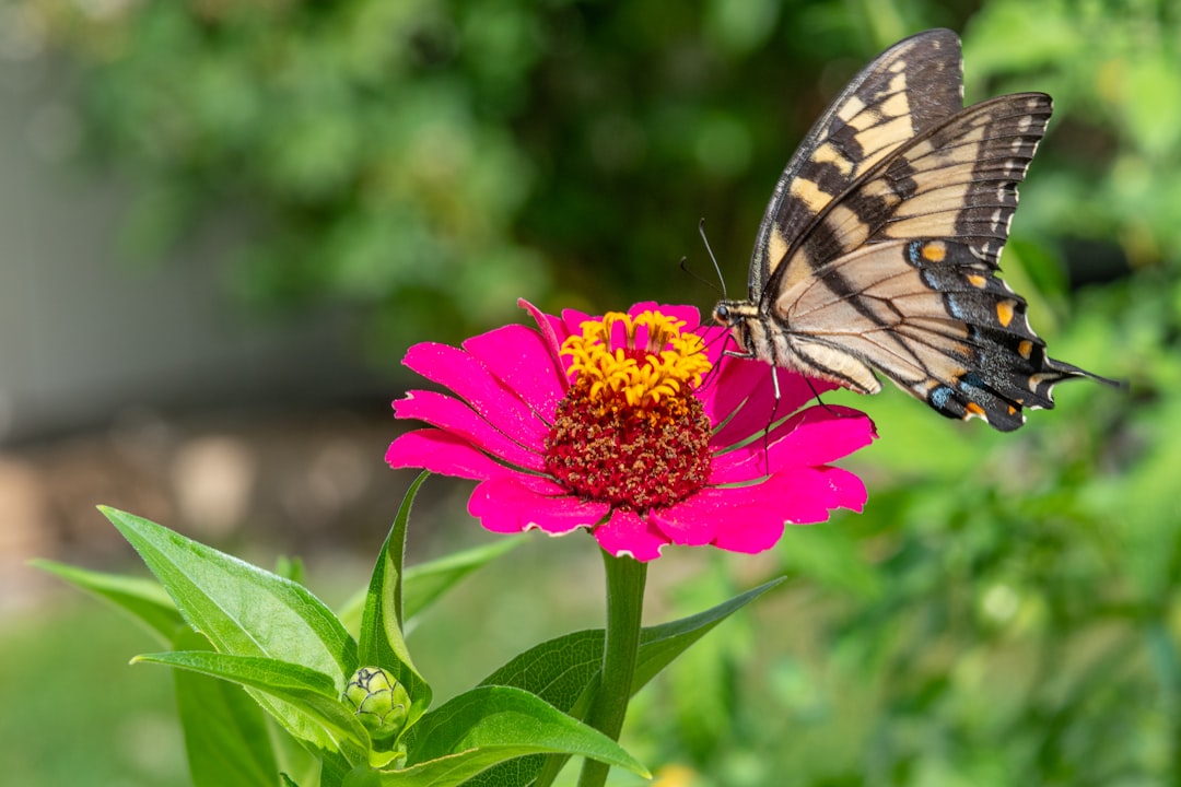 Flower garden.
