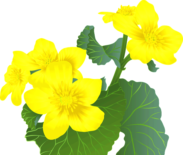 초록색 잎을 가진 노란꽃들이 활짝 피었다. 지혜의 꽃이다.