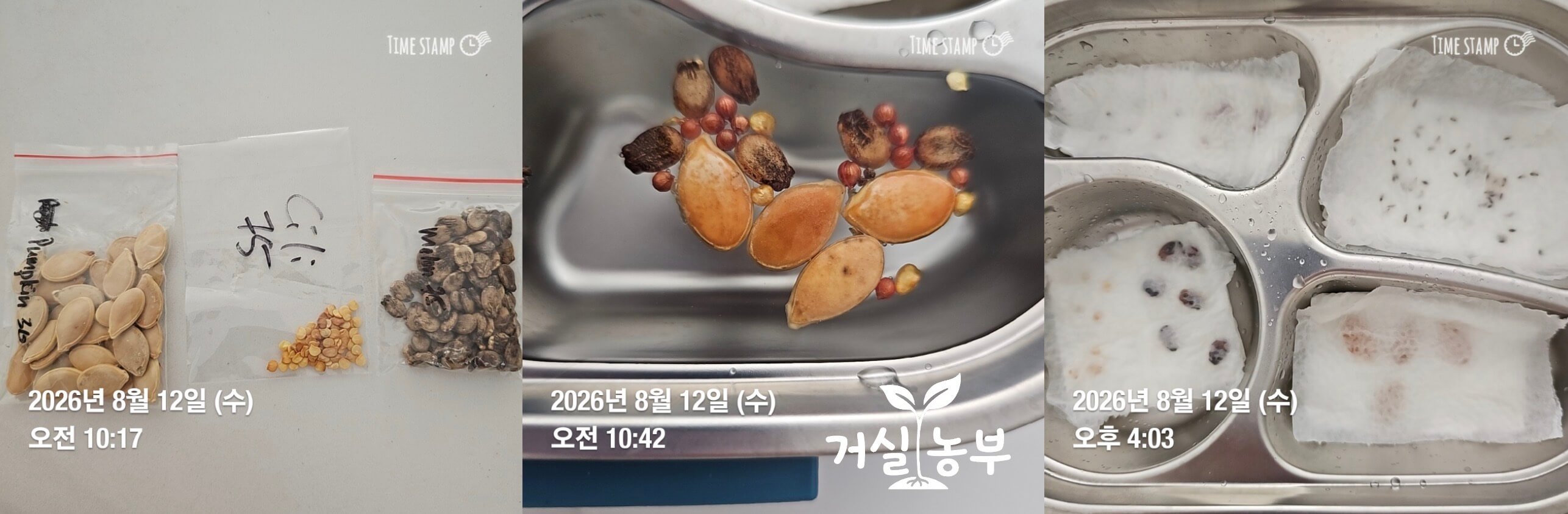 8월 12일 발아를 준비한 단호박 씨앗과 여러 채소 씨앗