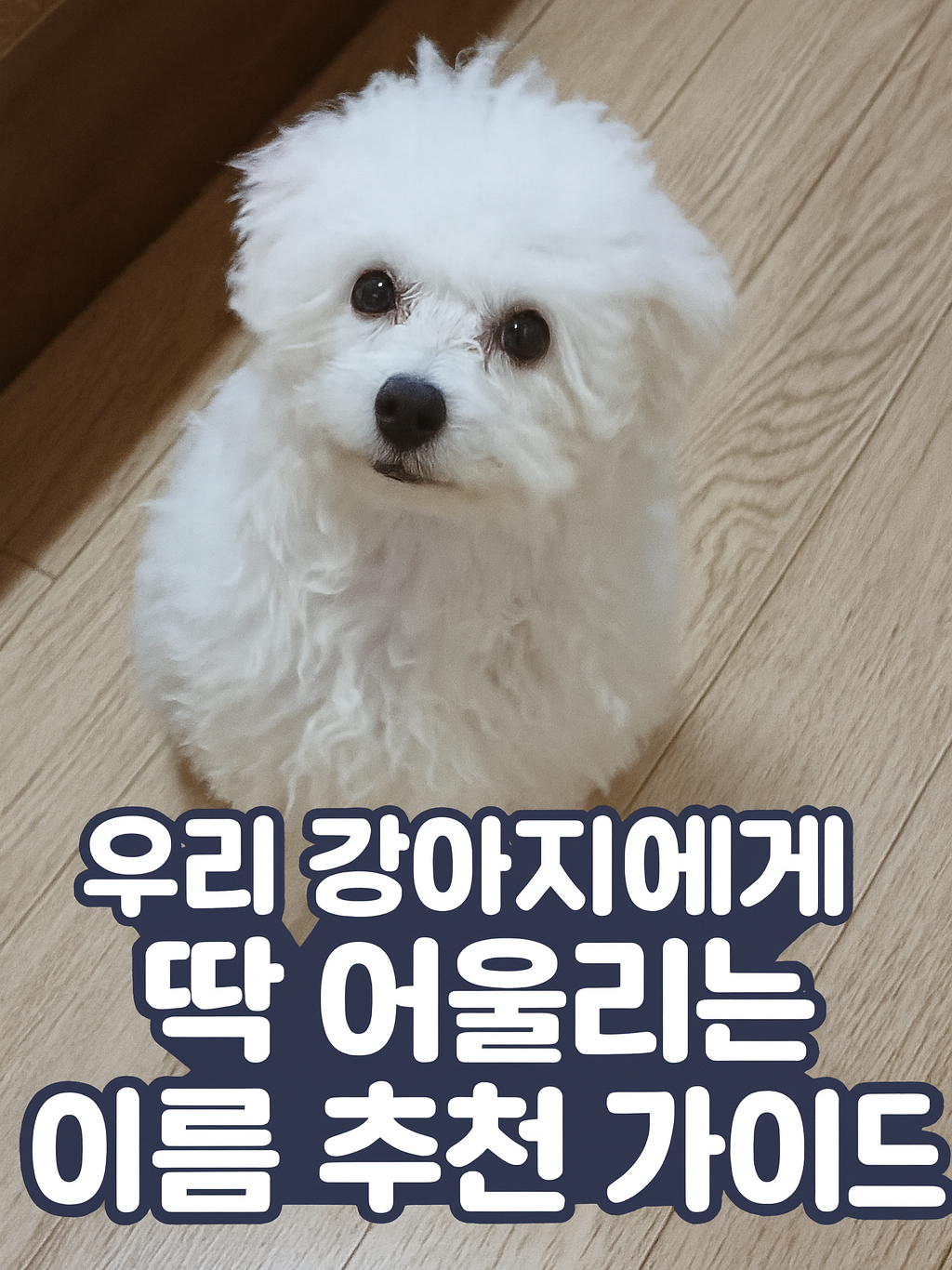 우리 강아지에게 딱 어울리는 이름 추천 가이드 인포그래픽