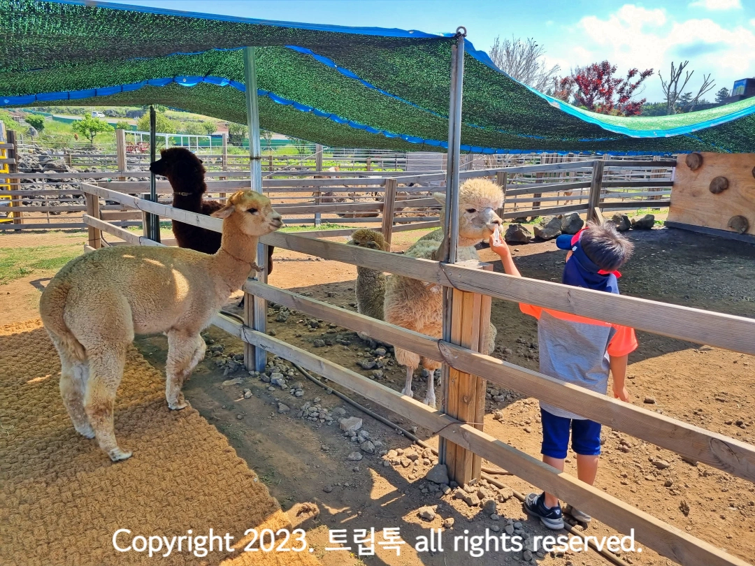 아이가 내미는 먹이를 보는 알파카들