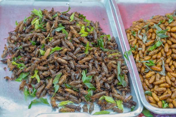 곤충 섭취와 체내 항산화 효소 활성화