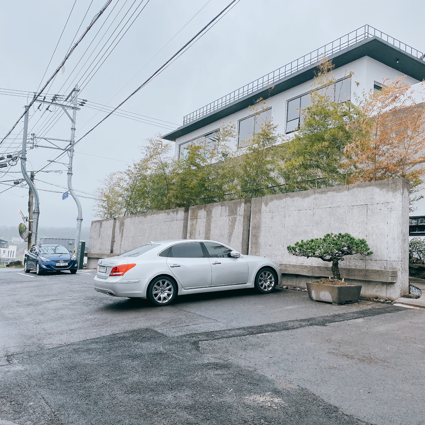 제주 신비마을 도깨비도로 벚꽃명소 레크레 카페