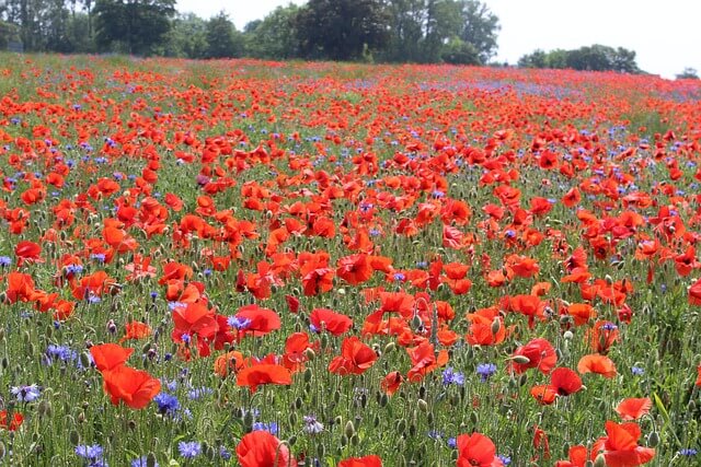 꽃양귀비와 수레국화