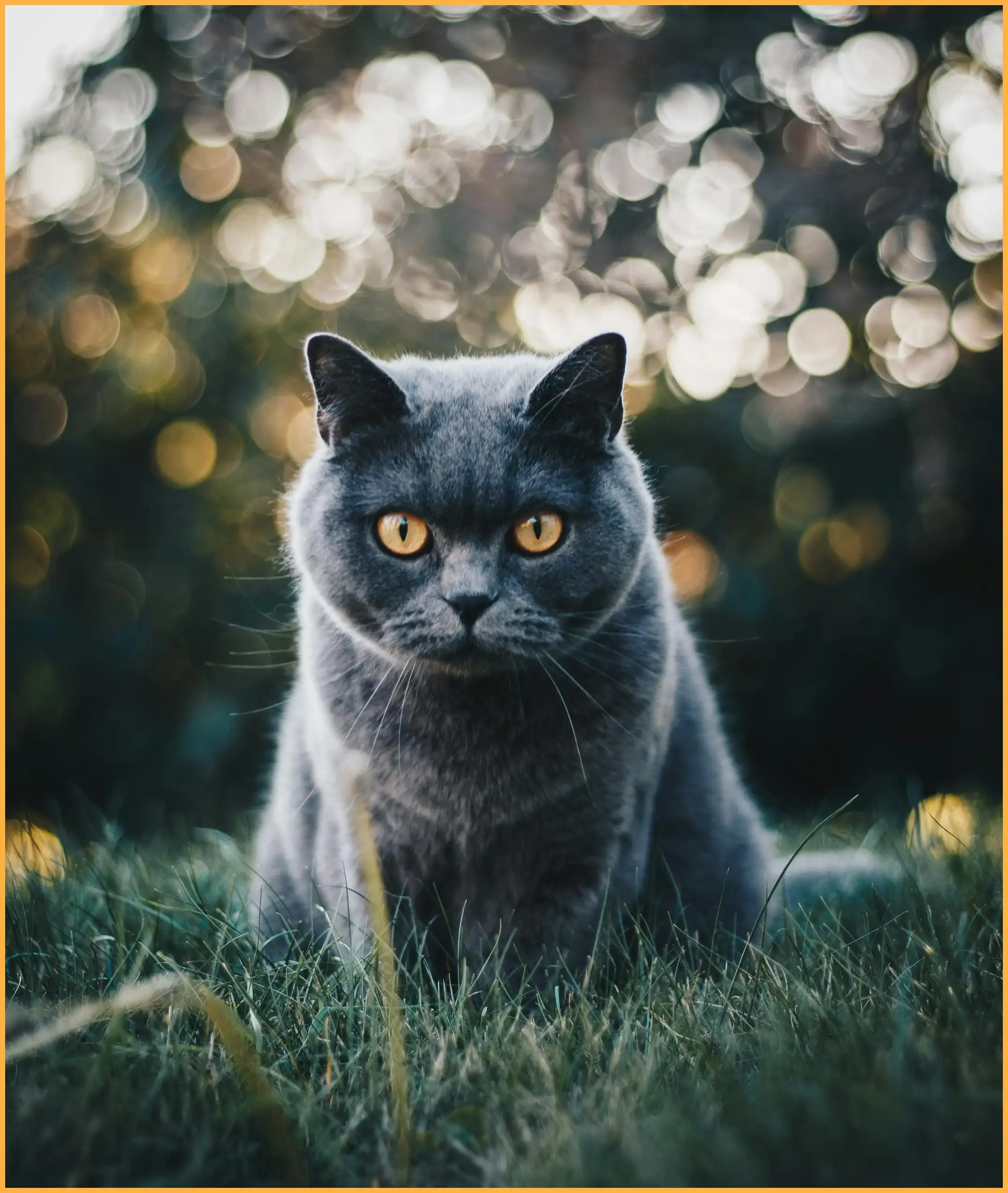 고양이 꿈해몽 총정리 (길몽과 흉몽의 차이는?)