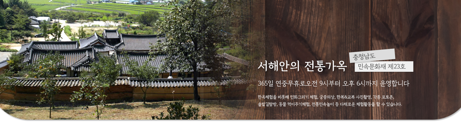 서산 유기방가옥 수선화축제 개화 상황