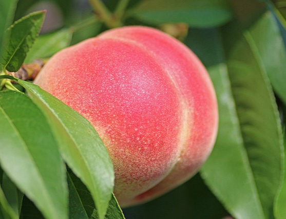 복숭아 보관방법