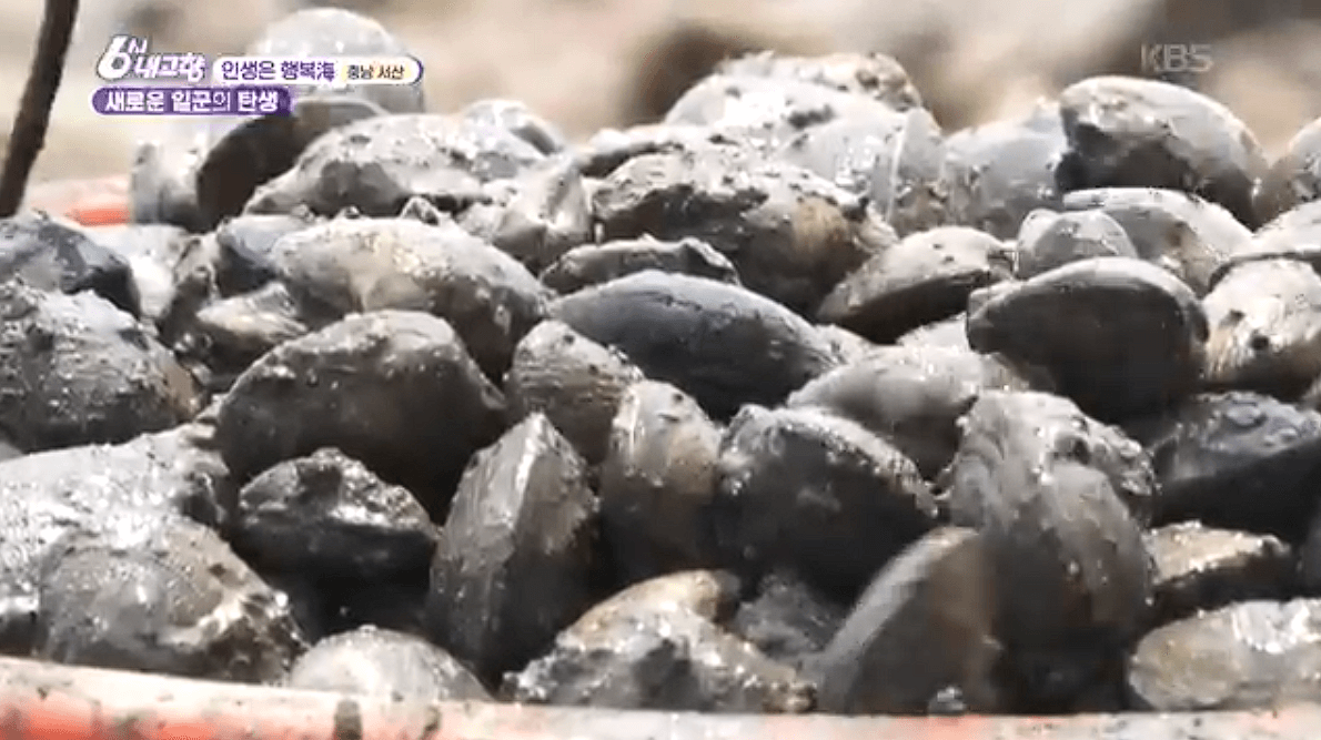 [6시내고향]충남 서산 해상 좌대낚시 고려호 창리해상펜션 바지락 해뜨는천수만 예약 연락처 위치 정보를 자세히 알려주는 이미지입니다.