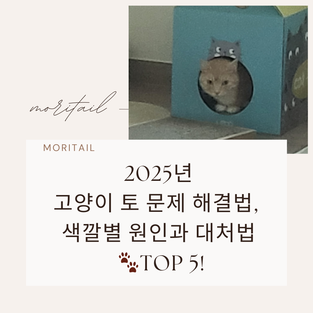 고양이 토