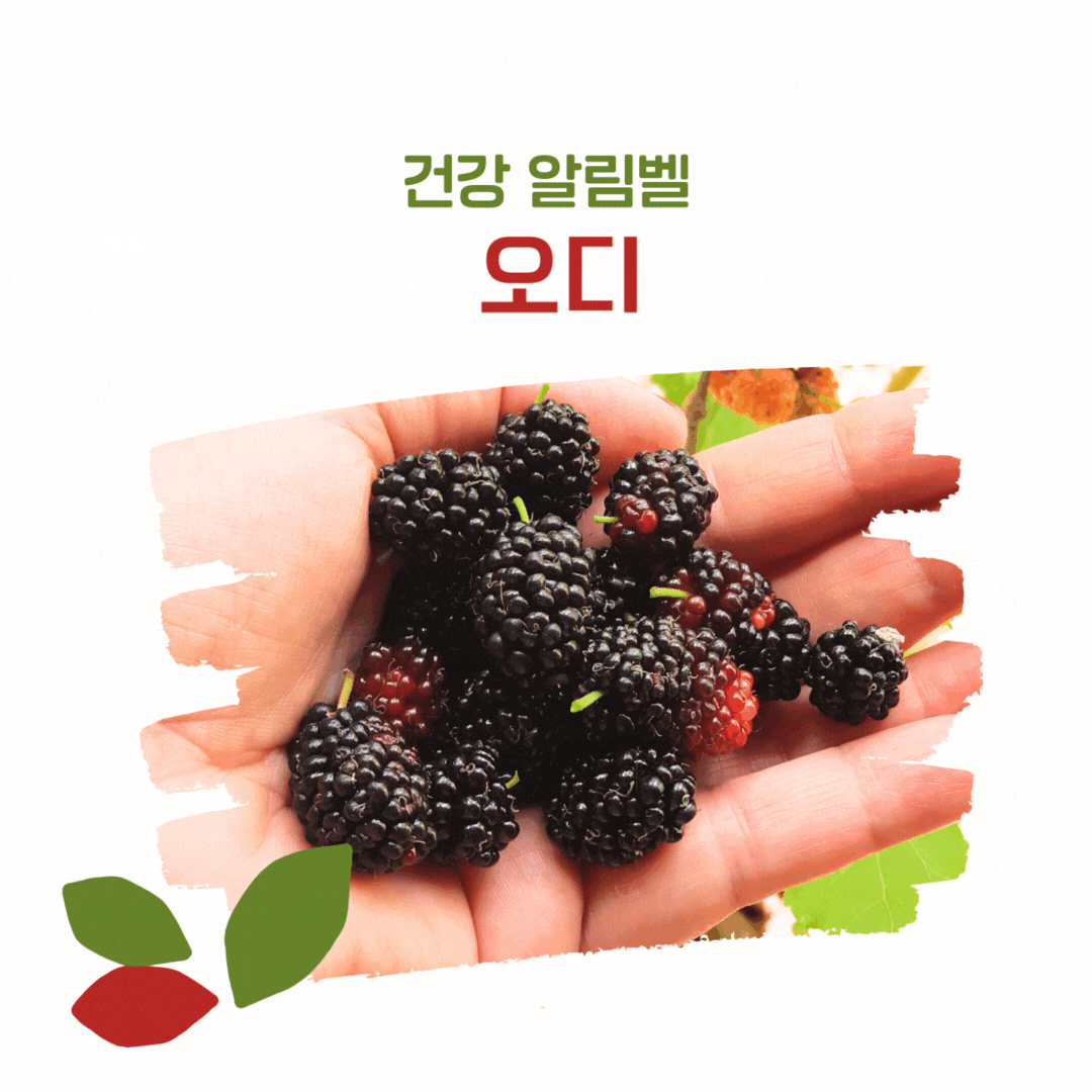 오디 건강 알림벨