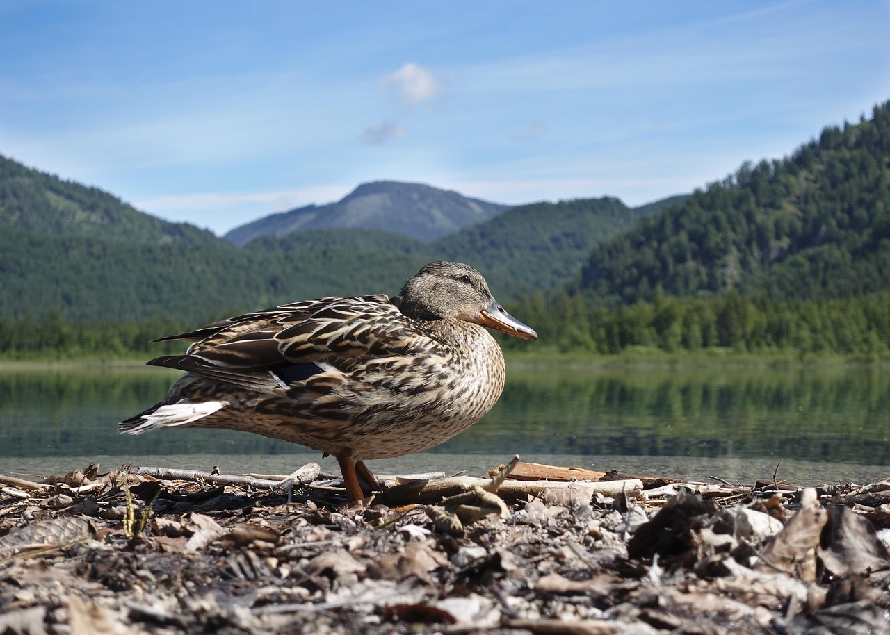 2025 실수령액 계산기