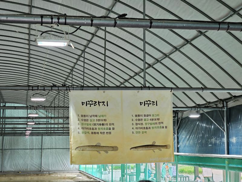 미꾸라지 체험장