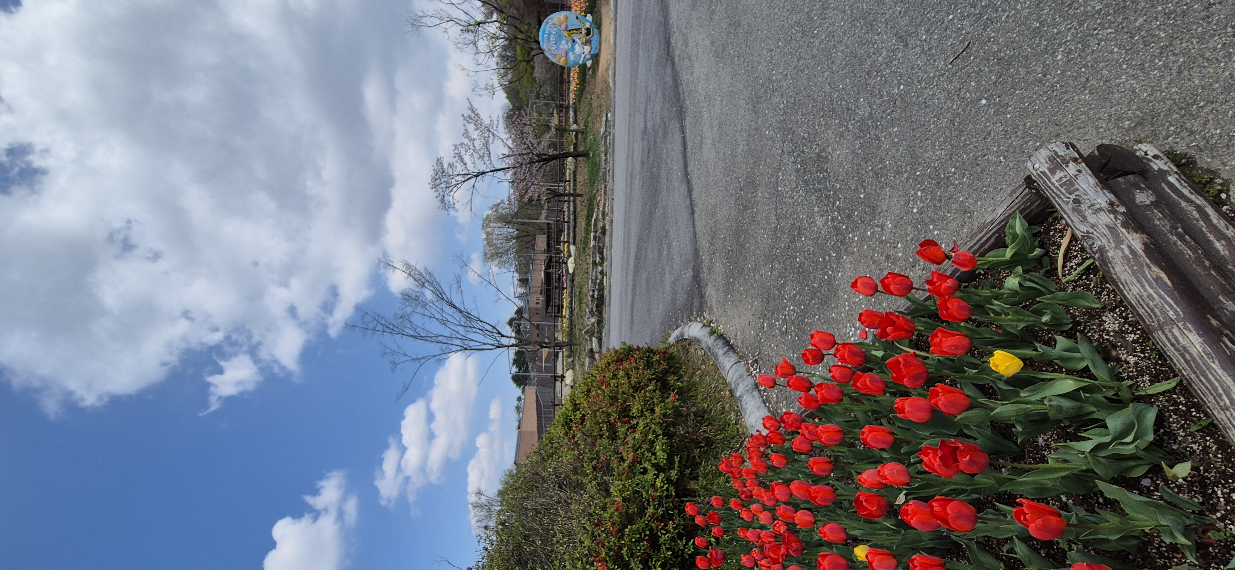 전주동물원 튤립