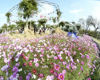 함평 국화축제_22