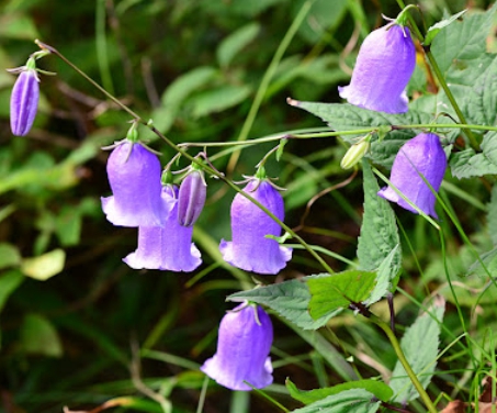 가을에 피는 꽃 금강초롱꽃