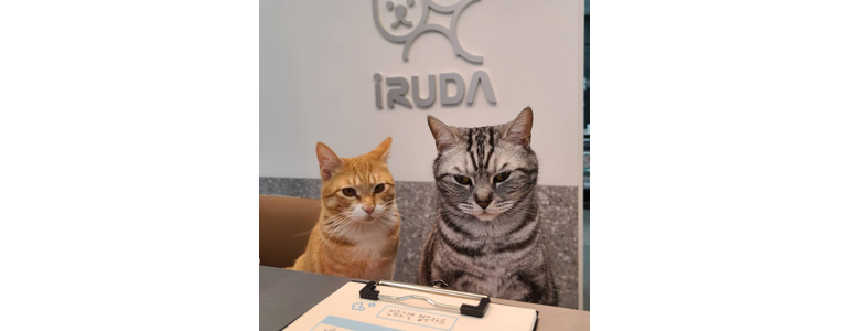 제주 제주시 근처 동물병원 추천 정보 | 24시간 잘하는곳 고양이 강아지 중성화 수술 애견 가격 비용 금액 후기 -
이루다동물병원
제주 제주시 동물병원