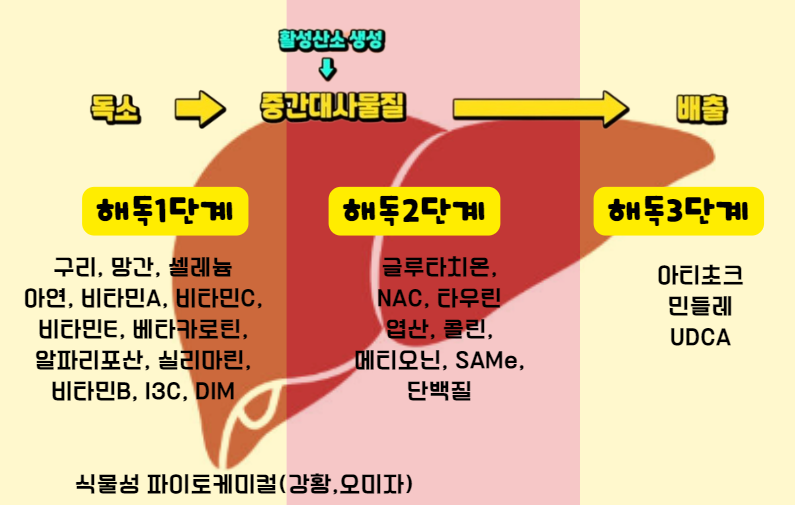 간에 필요한 영양소