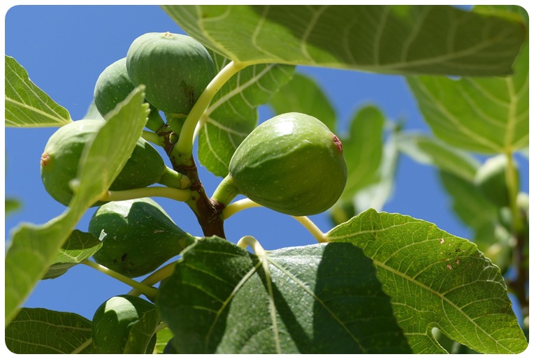 섭취 방법, 주의사항